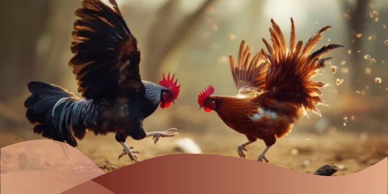 Tỷ lệ thưởng cực đậm của kèo đá gà ăn tiền trực tiếp SV66