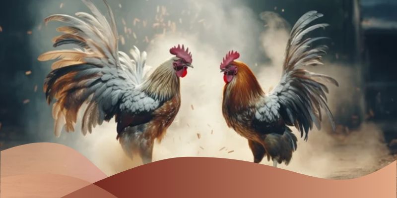 Chọn gà có sức bền tốt, không thở gấp, di chuyển nhanh nhẹn