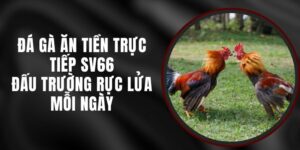 Đá Gà Ăn Tiền Trực Tiếp SV66 - Đấu Trường Rực Lửa Mỗi Ngày