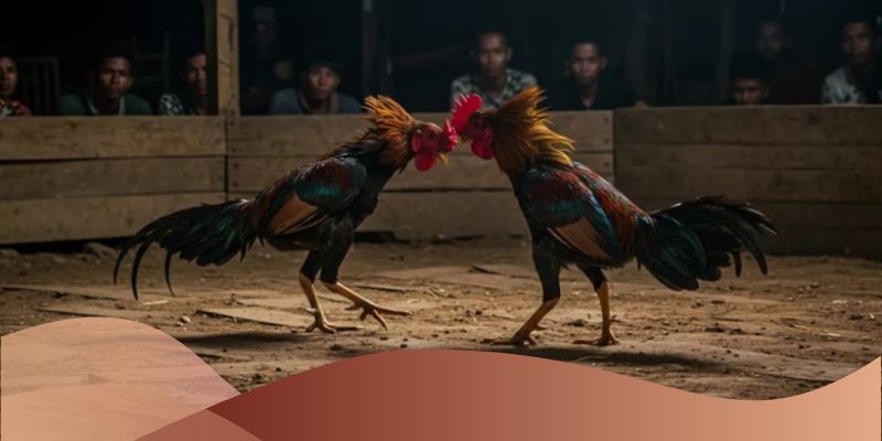 Hoàn trả 3% tiền cược thua hàng tuần cho người chơi