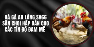Đá Gà Ao Làng SV66 - Sân Chơi Hấp Dẫn Cho Các Tín Đồ Đam Mê