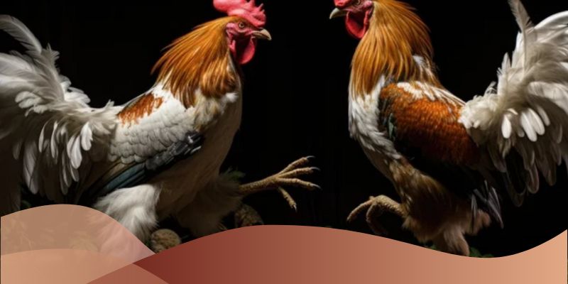 Bí quyết chọn gà chiến và bền bỉ trong đá gà lai mỹ SV66