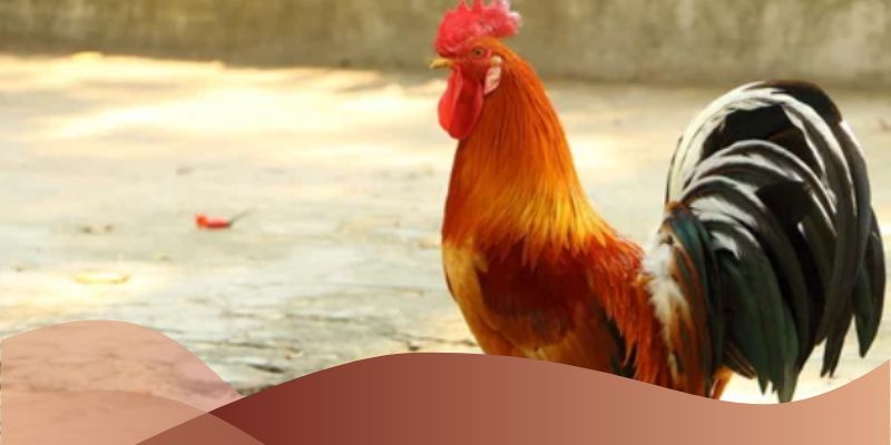 Không tìm hiểu kỹ về chiến kê trước khi cược đá gà lai mỹ SV66