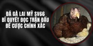 Đá Gà Lai Mỹ SV66 – Bí Quyết Đọc Trận Đấu Để Cược Chính Xác