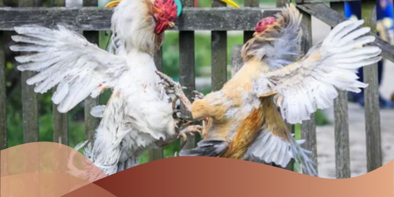 SV66 đảm bảo tính công bằng và minh bạch trong mỗi trận đấu