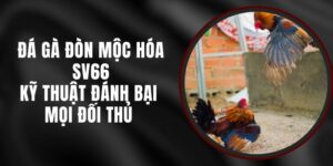 Đá Gà Đòn Mộc Hóa SV66 – Kỹ Thuật Đánh Bại Mọi Đối Thủ
