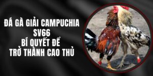 Đá Gà Giải Campuchia SV66 – Bí Quyết Để Trở Thành Cao Thủ
