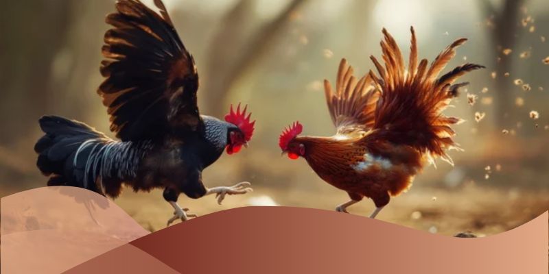 Gà có thể trạng tốt, không bị thương tật, thể hiện sức bền cao