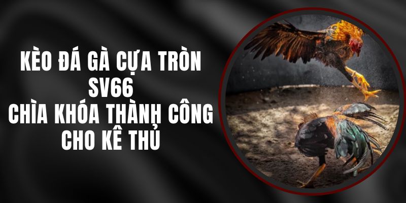 Kèo Đá Gà Cựa Tròn SV66 - Chìa Khóa Thành Công Cho Kê Thủ